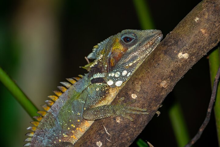 Lophosaurus a dinosaur name for an inhabitant of the oldest continually growing rainforest on the planet.