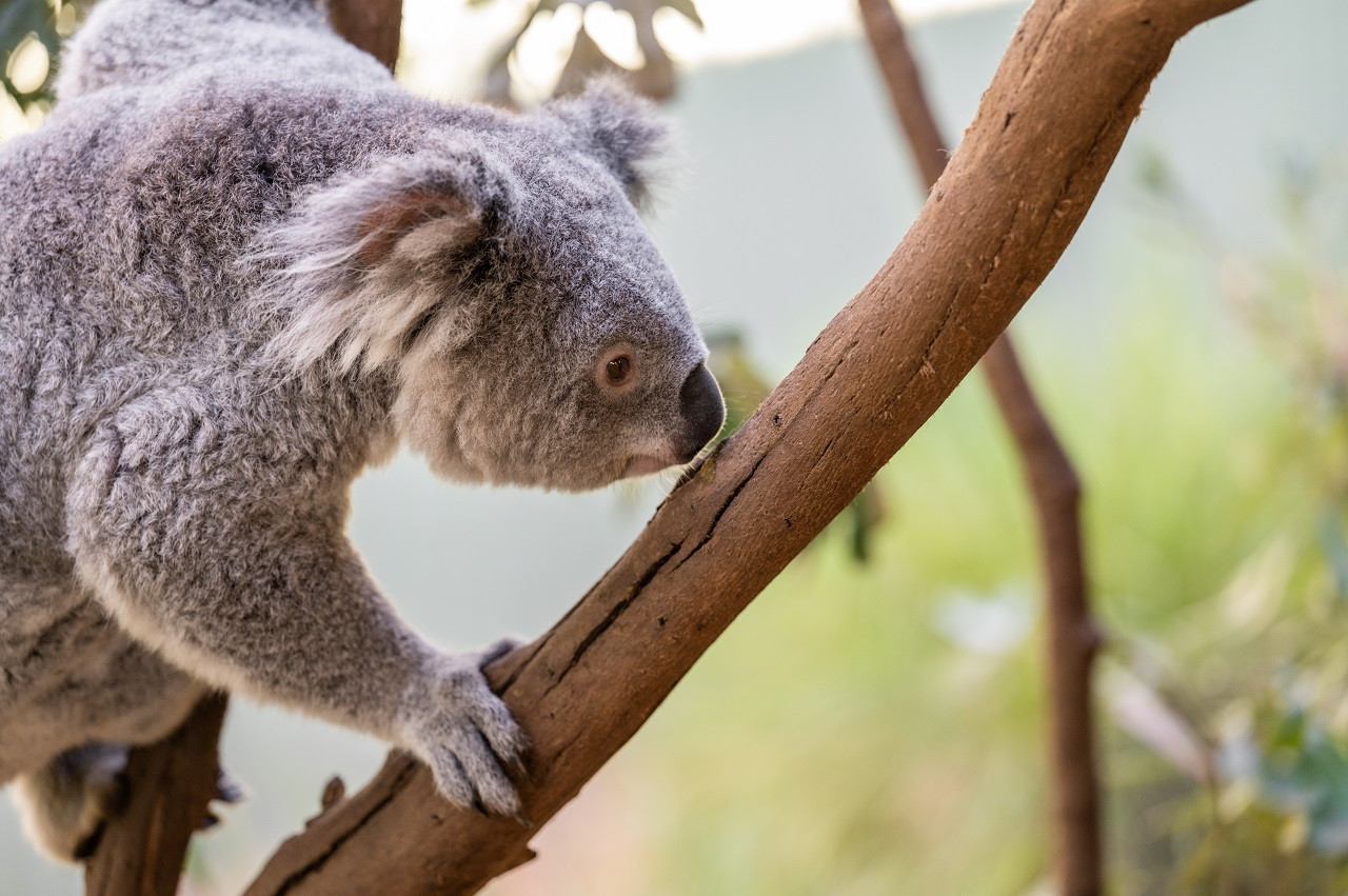 Featherdale Wildlife Park Admission Tickets - Photo 1 of 16