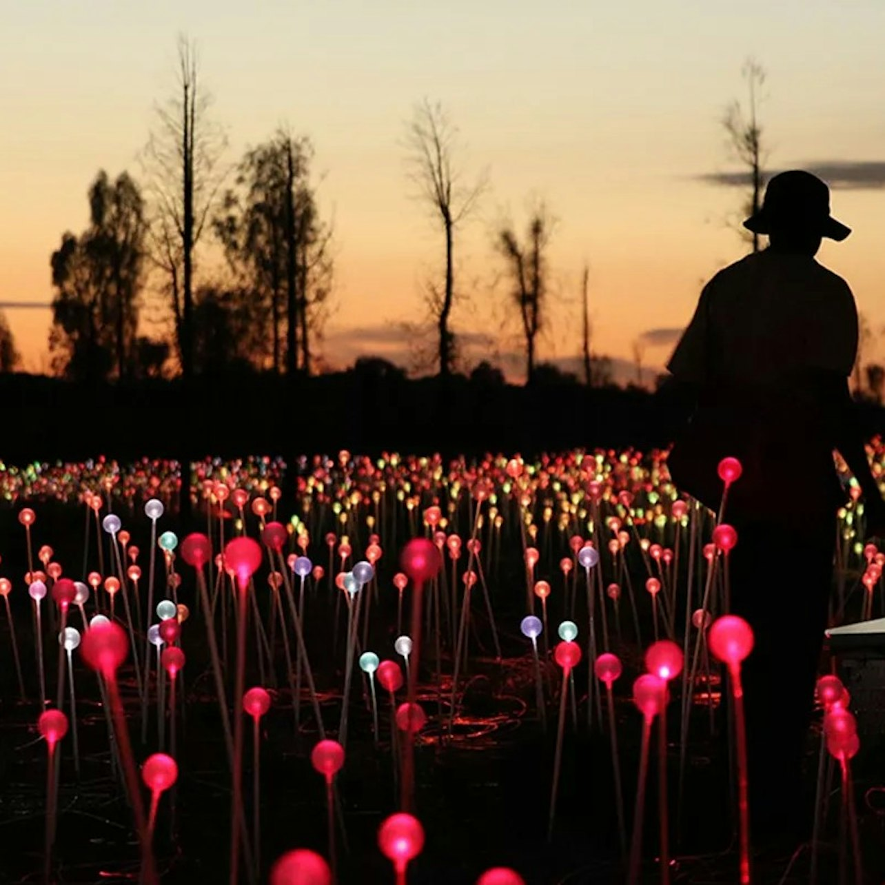 Field of Light Uluru: Sunrise Tour With Hot Drinks - Photo 1 of 3