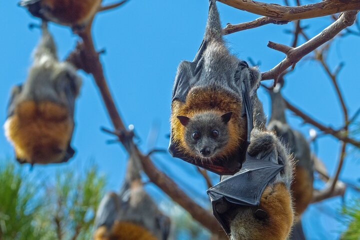 Flying Foxes