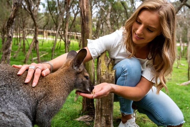 Wallaby walk - image taken at Moonlit Sanctaury