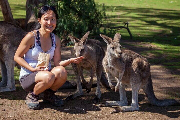 Bonorong Wildlife Sanctury