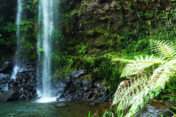 Glow Worms - Nocturnal Rainforest/Waterfall Adventure - Photo 1 of 10