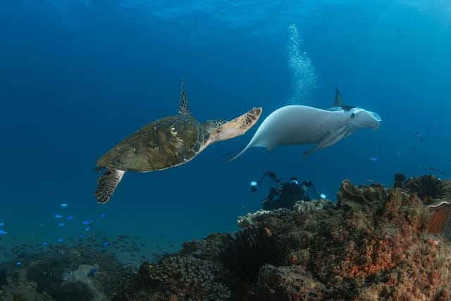 Gold Coast Try-Scuba Experience at Cook Island Aquatic Reserve - Photo 1 of 12