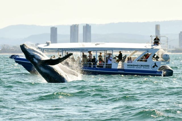 Gold Coast Whale Watching Cruise - Photo 1 of 25