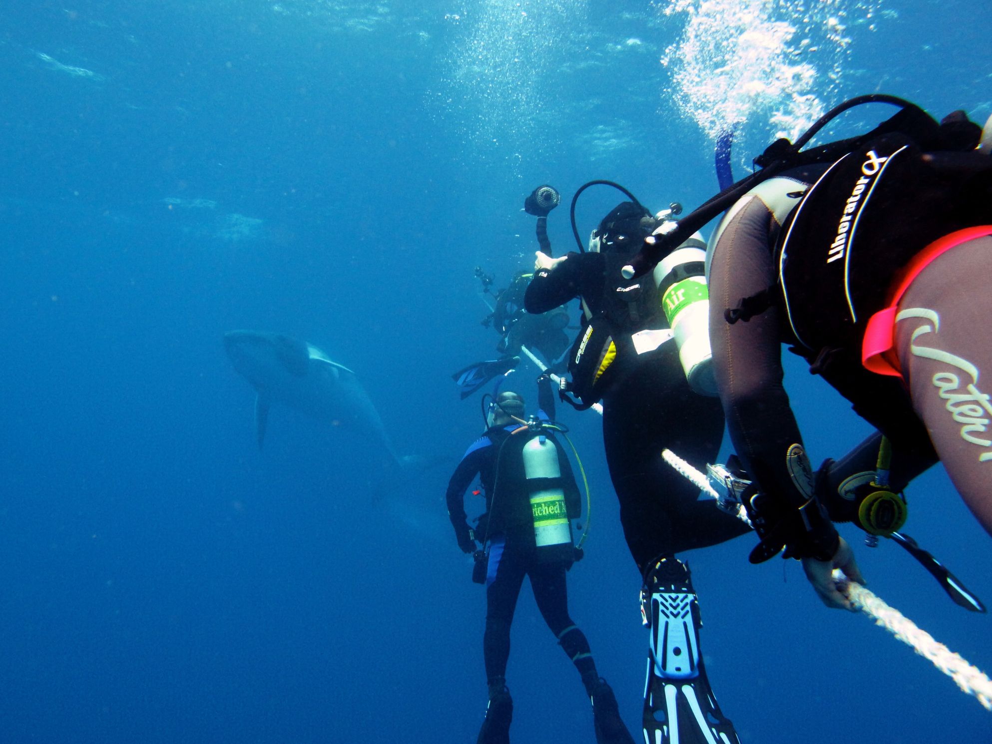 Great Barrier Reef Guided Snorkel and Dive Tour from Cairns - Photo 1 of 10