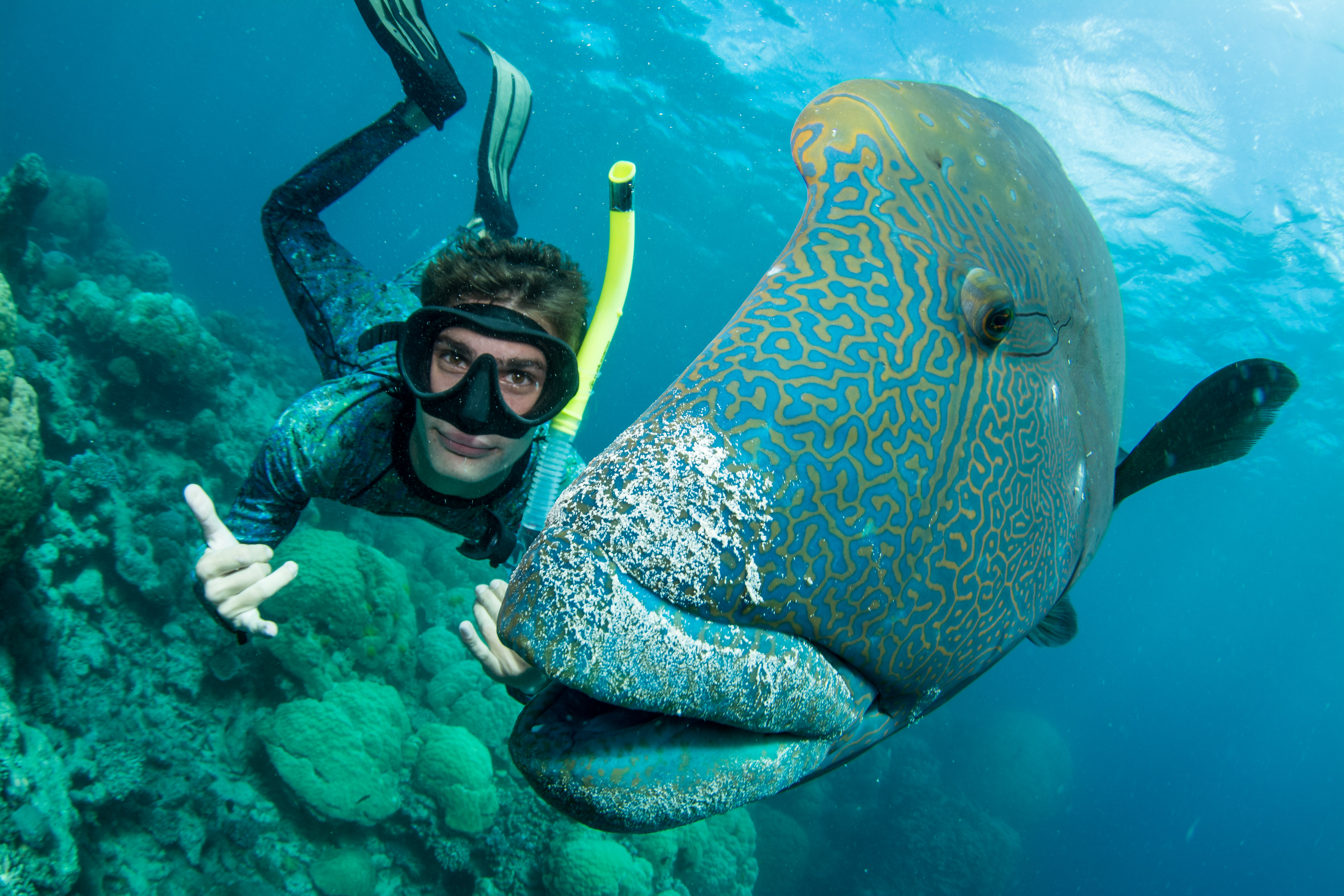 Great Barrier Reef Snorkel or Dive Tour on a Catamaran in Cairns | Pelago