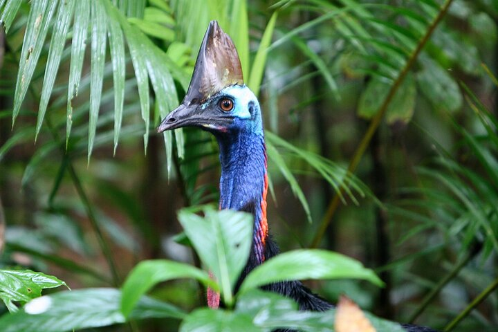 Surrounded by 400 Million years of continuous evolution in the oldest Rainforest on this planet