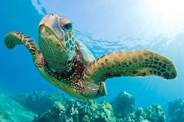 Guided Snorkel with Fish Tour at Cook Island Aquatic Reserve - Photo 1 of 7