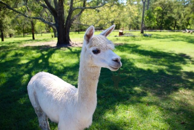 Misty the alpaca