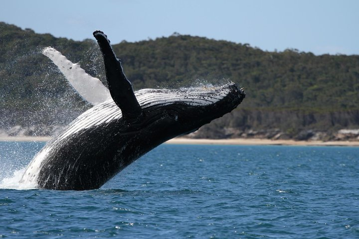 Hervey Bay Humpback Breach