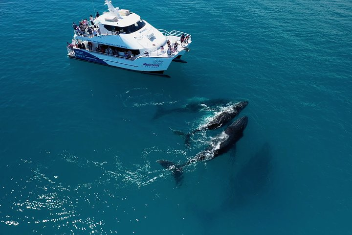 Humpback whales approaching Whalesong Cruises Hervey Bay