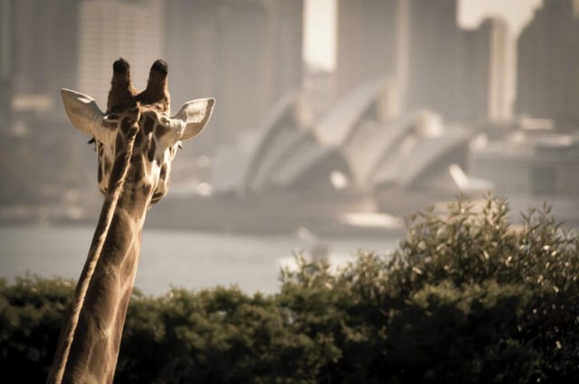 hop-on-hop-off-harbour-explorer-1-day-pass-taronga-zoo_1