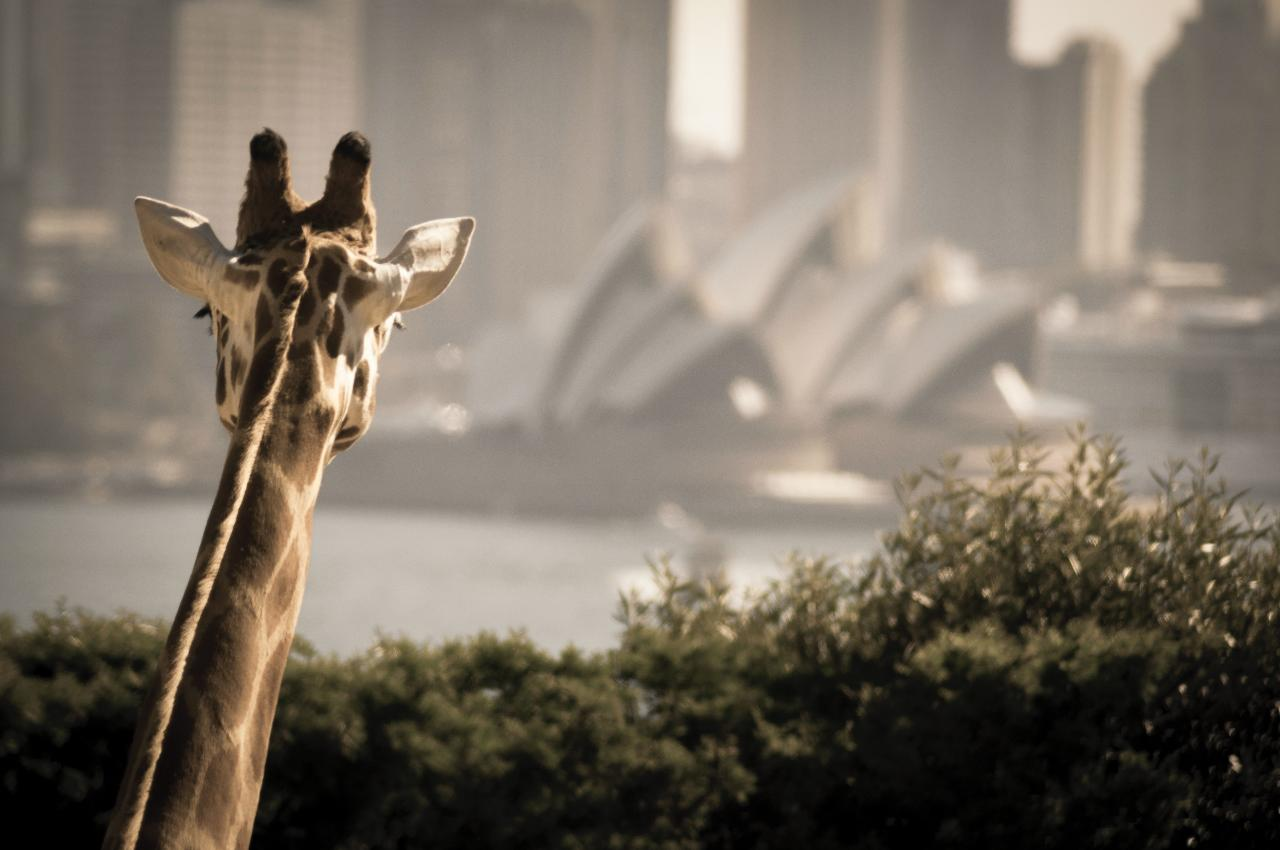 Hop On Hop Off Harbour Explorer 1-Day Pass & Taronga Zoo - Photo 1 of 2