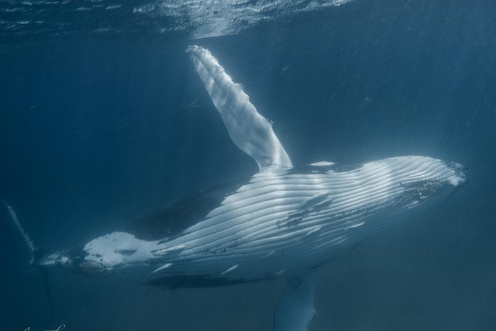 Humpback Whale Swim