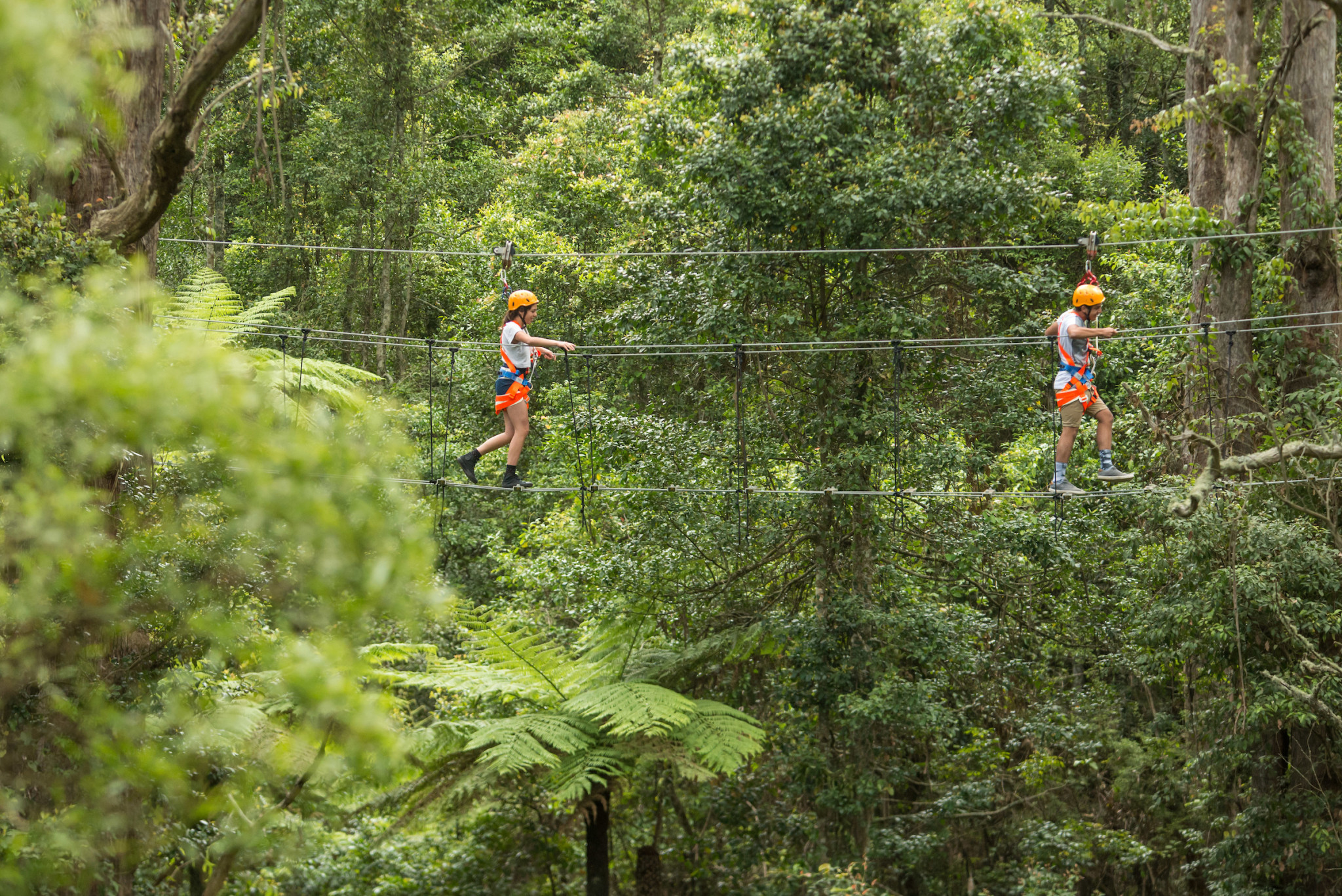 Illawarra Fly Treetop Adventures - Photo 1 of 10