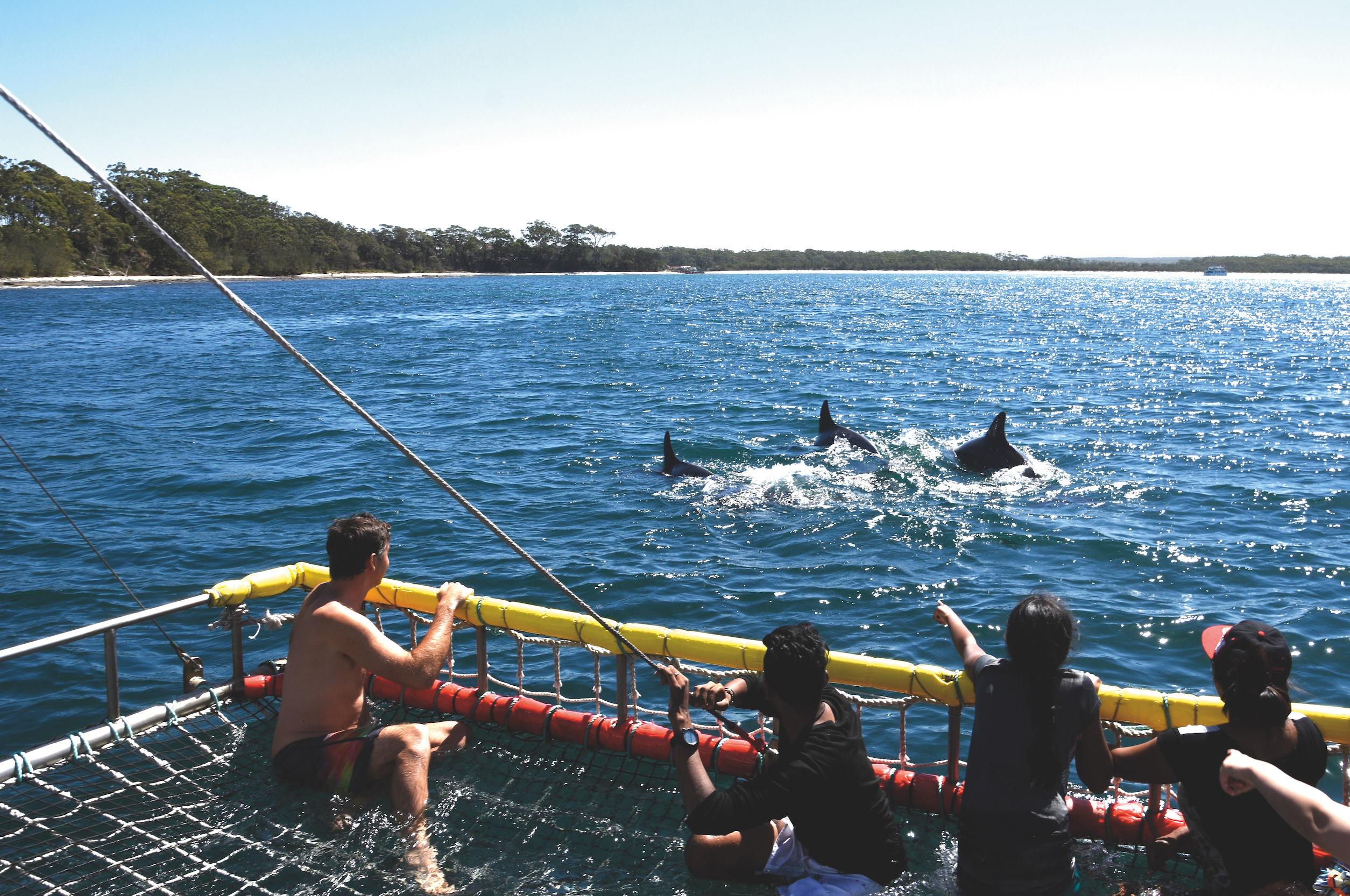 Jervis Bay: Dolphin Tour with Boom Netting  - Photo 1 of 5