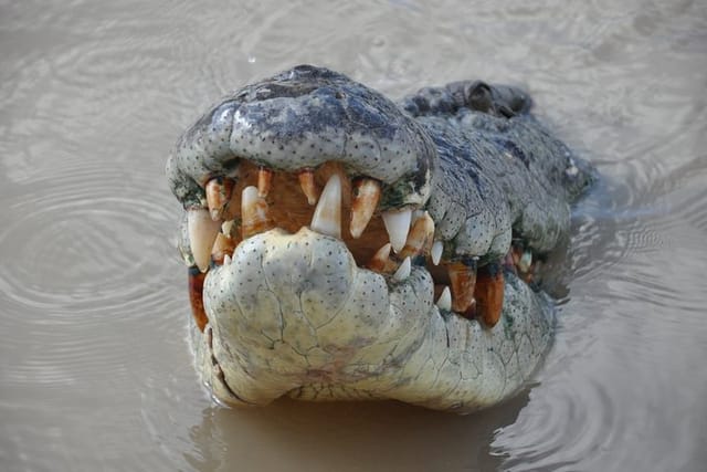 Saltwater Croc