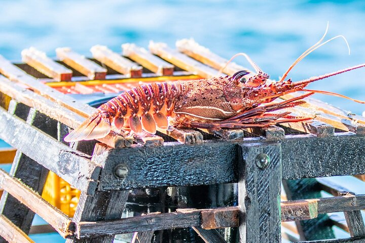 Kalbarri Rock Lobster Pot Pull Tour - Photo 1 of 24