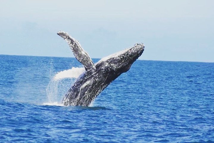 Kalbarri Whale Watching Tour Guided - Photo 1 of 13