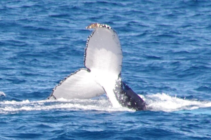 Kalbarri Whale Watching Tour  - Photo 1 of 25