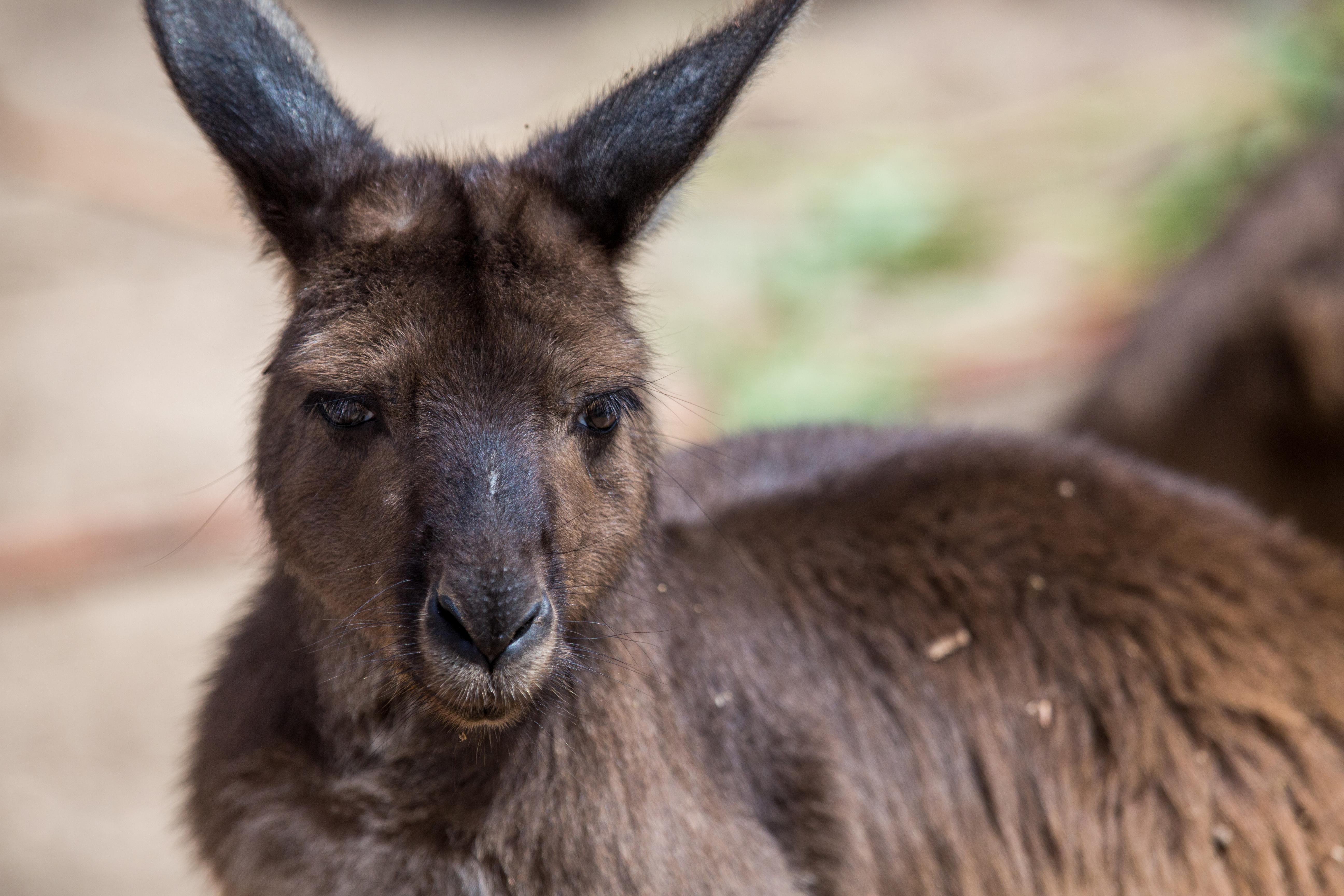 Kangaroo Experience at Melbourne Zoo (incl Admission) - Photo 1 of 5