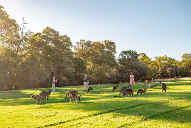 Kangaroo Safari By Buggy - Photo 1 of 12