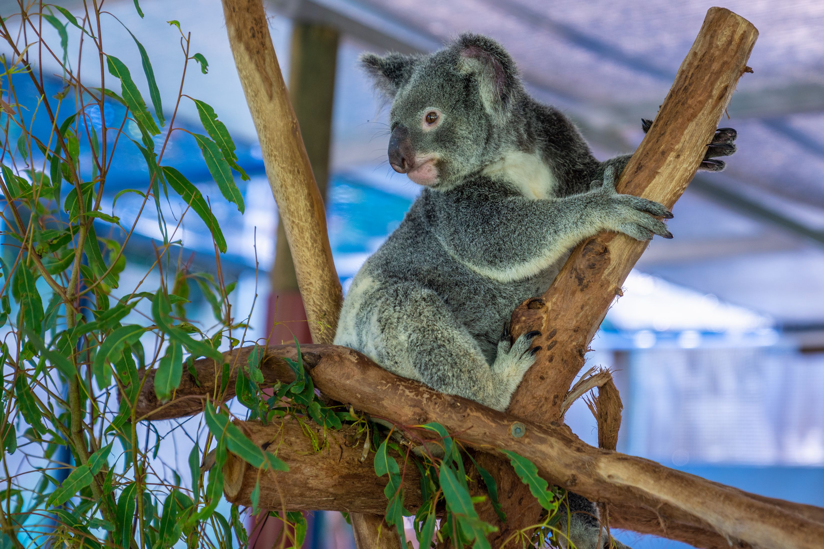 Breakfast with Koalas at Hartley's Crocodile Adventures - Photo 1 of 8