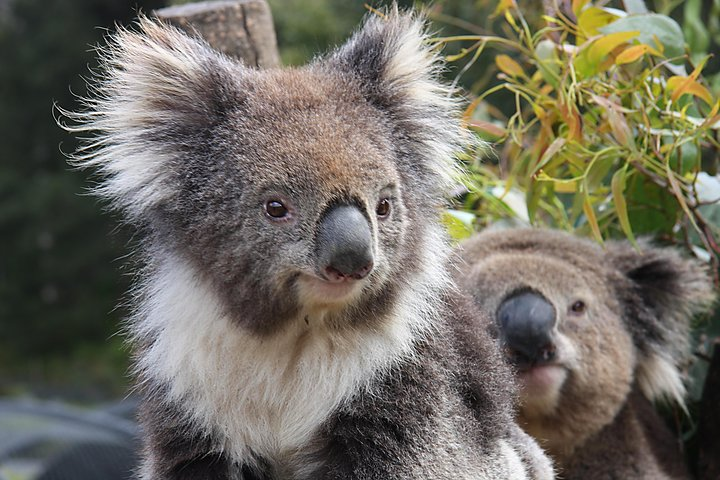 Koala