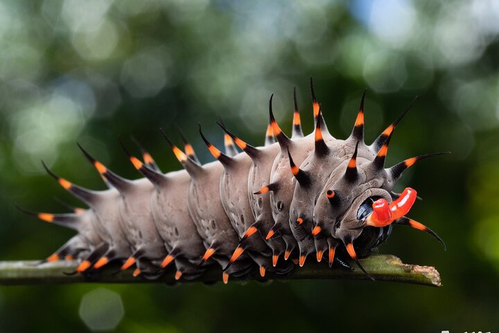 Let's Go Buggin Photography & Nature Walking Tours - Photo 1 of 25