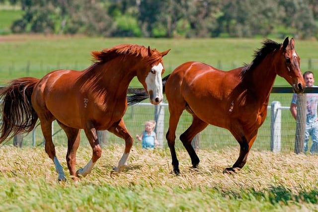 Apache Cat 