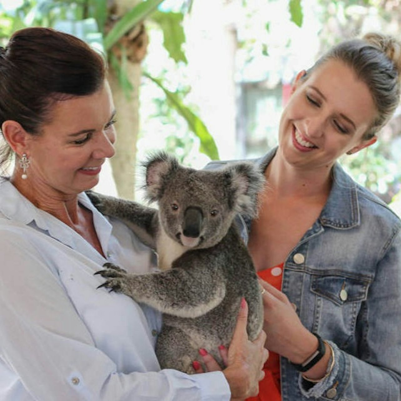 Lone Pine Koala Sanctuary: Entry Ticket - Photo 1 of 4