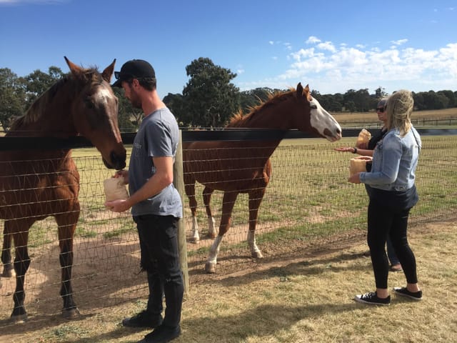 Living Legends Retired Racehorse Private Lunch Tour - Photo 1 of 7