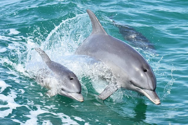 Mandurah Dolphin Cruise and Views Tour - Photo 1 of 10