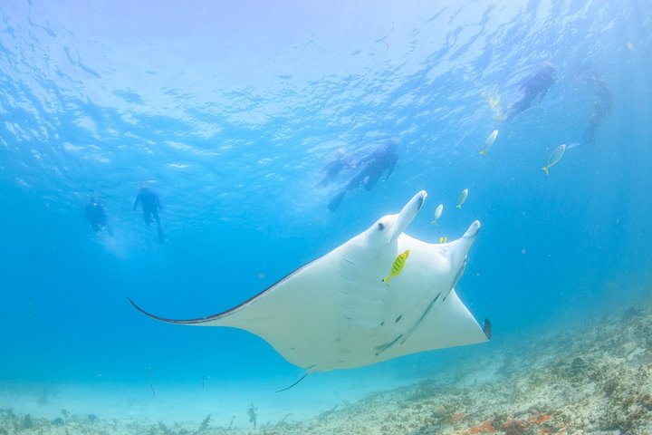 Swimming with Manta Ray