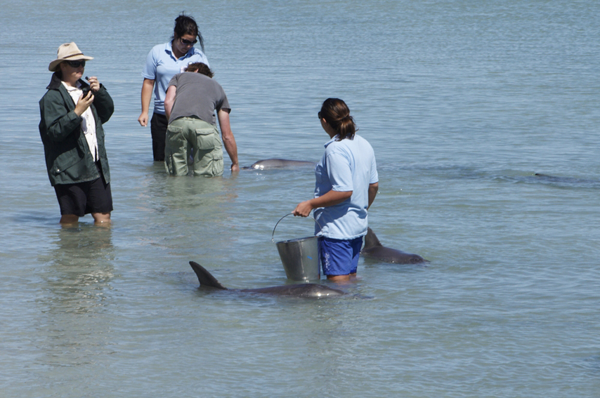 Monkey Mia Dolphin Spectacular Full Day Tour with Pink Lake From Geraldton - Photo 1 of 1