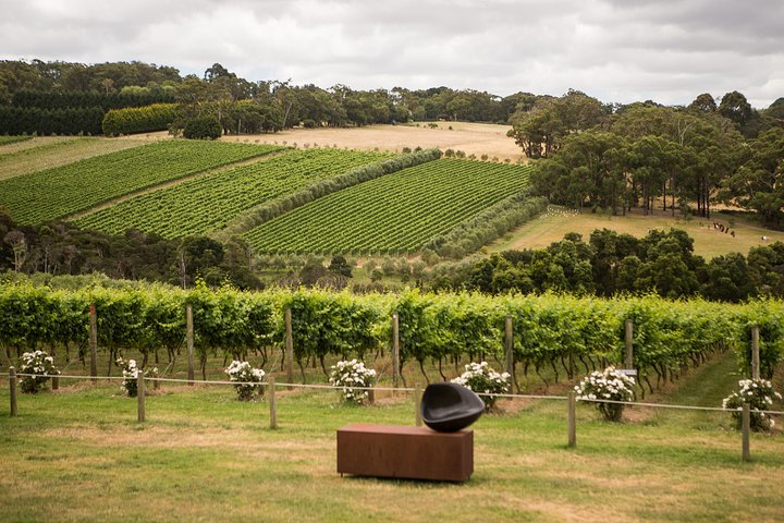 Montalto Vineyard