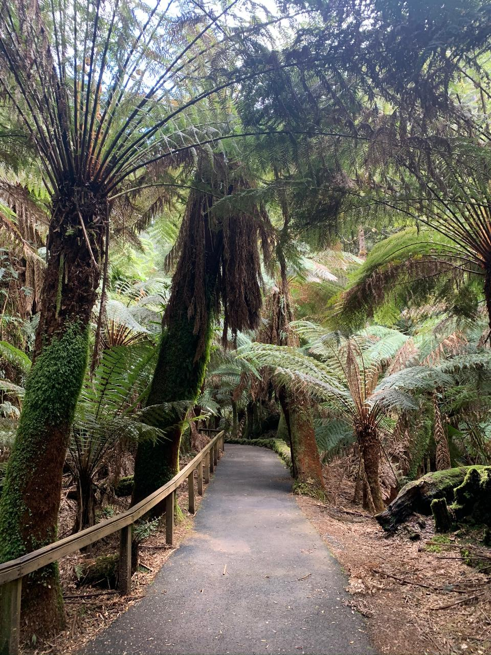 Mount Field National Park (Russell Falls), Bonorong Wildlife Sanctuary and Richmond - Photo 1 of 5