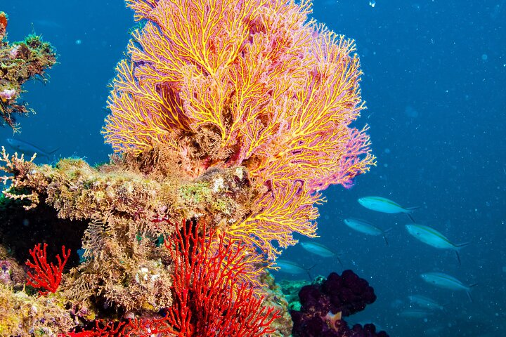 Muiron Islands Snorkeling in Exmouth - Photo 1 of 7