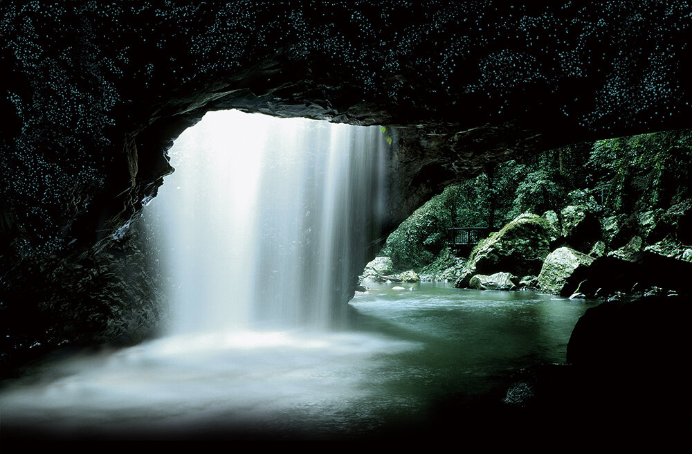 Natural Bridge Glow Worm Caves Night Tour - Photo 1 of 4