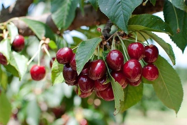 New South Wales Cherry Picking Tour - Photo 1 of 5