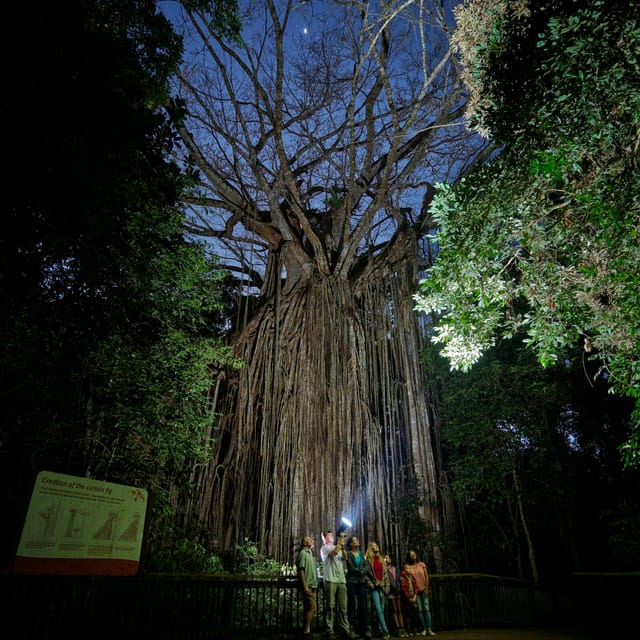 Nocturnal Rainforest & Wildlife Tour from Cairns - Photo 1 of 11