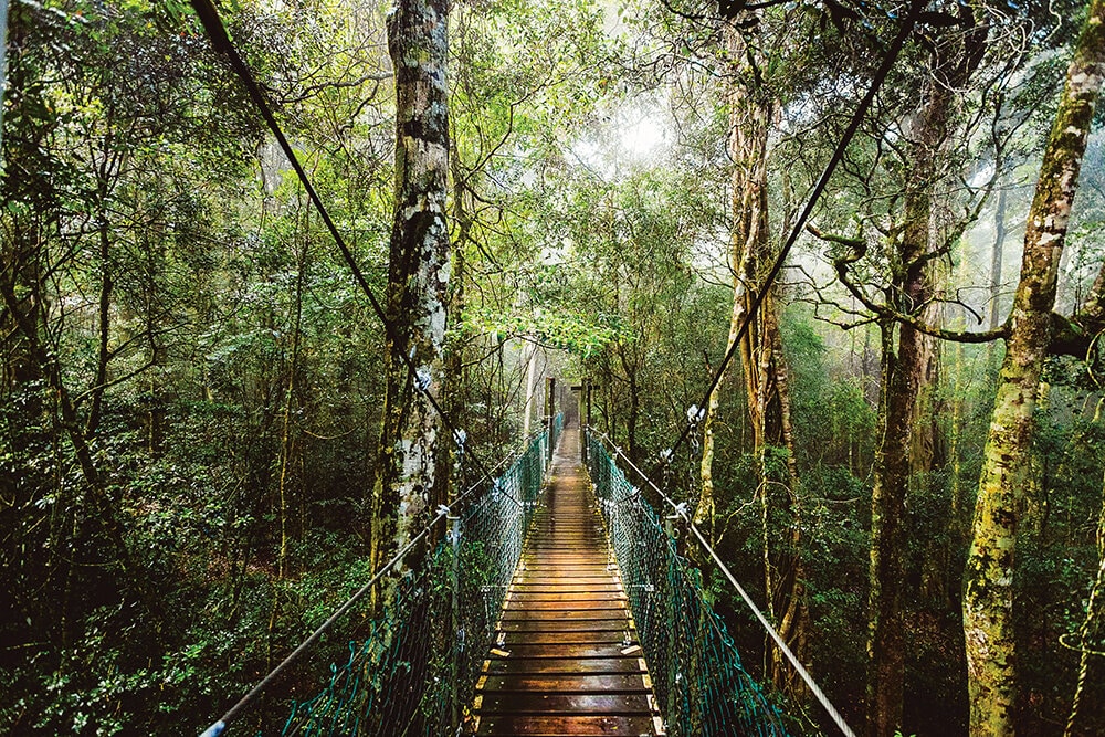 O'Reilly Lamington National Park Tour with Transfers - Photo 1 of 5