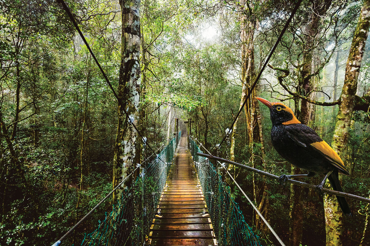 O'Reilly's & Lamington National Park departing Brisbane - Photo 1 of 1