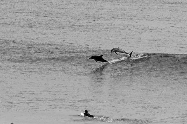 Surfing with the locals