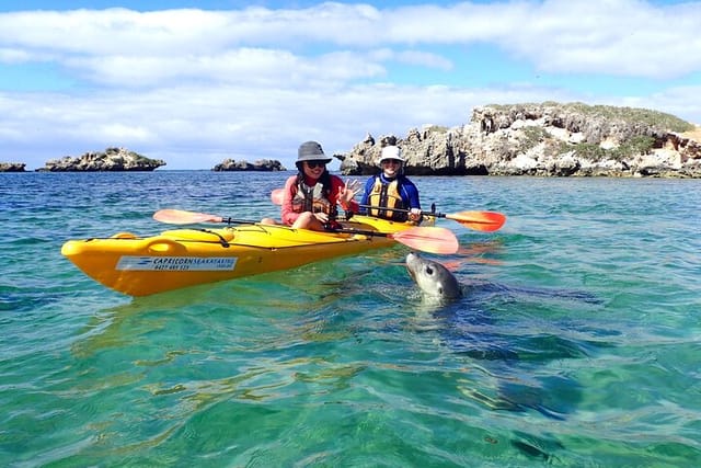 Penguin and Seal Islands Sea Kayaking Experience - Photo 1 of 10