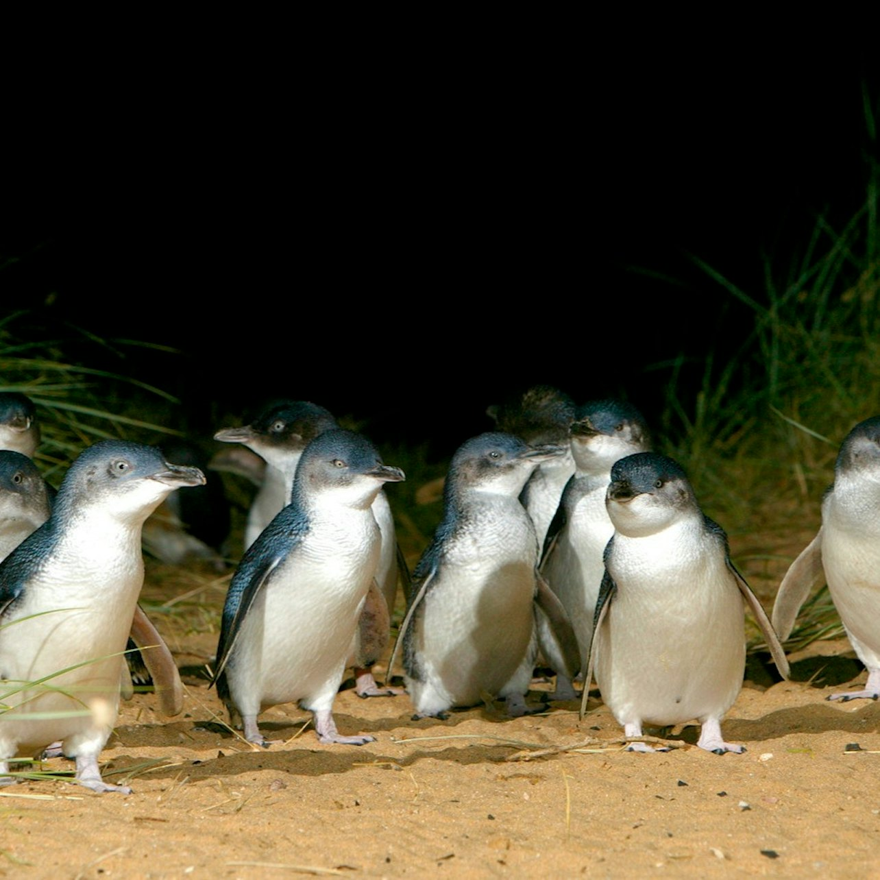 Penguin Parade + Moonlit Sanctuary Wildlife Park: Day Trip from Melbourne - Photo 1 of 4