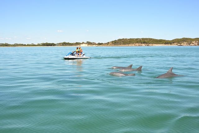 Jet Ski Tour - Dolphins