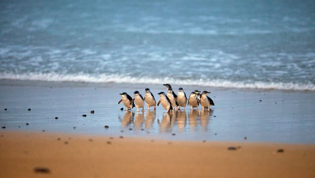 Phillip Island to Brighton Beach Day Tour from Melbourne - Photo 1 of 26