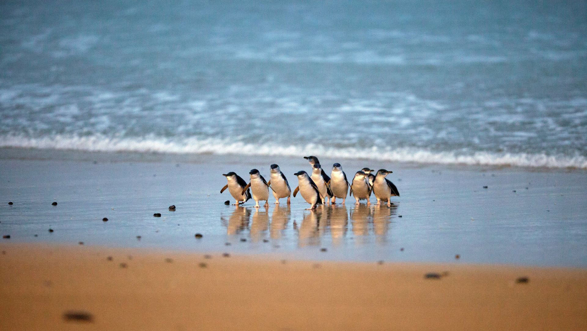 Phillip Island to Brighton Beach Day Tour from Melbourne - Photo 1 of 26